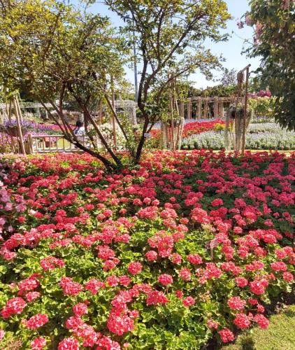 City Chiangmai 50 KM(8 Hr.)