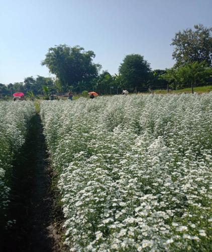 City Chiangmai 50 KM(8 Hr.)