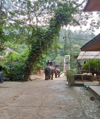 Elephant Camp Maetang