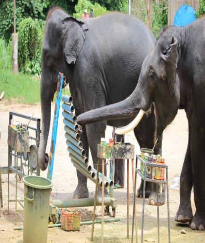 Elephant Camp Maetang